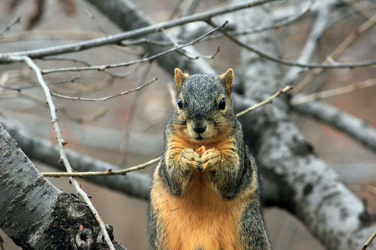 Squirrel looking evil