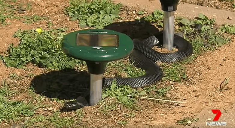 snake wrapped around solar snake repellent